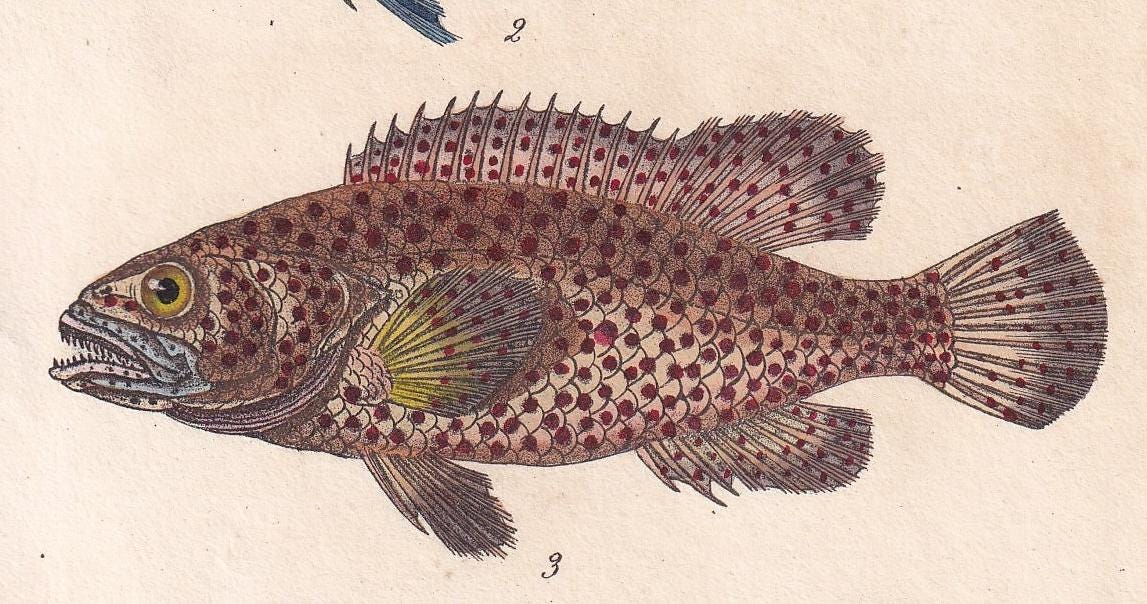 1834 BLUE PARROTFISH & PARROTFISH Fish Print - Hand-Coloured Antique Print - Lacepede - Fish Wall Art - Animal Gift Decor - 5.8 x 8.9 Inches