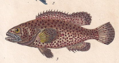 1834 BLUE PARROTFISH & PARROTFISH Fish Print - Hand-Coloured Antique Print - Lacepede - Fish Wall Art - Animal Gift Decor - 5.8 x 8.9 Inches