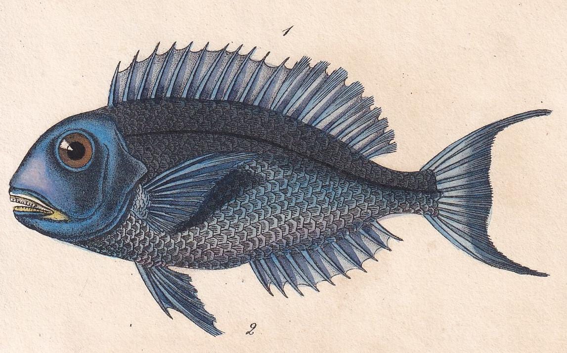 1834 BLUE PARROTFISH & PARROTFISH Fish Print - Hand-Coloured Antique Print - Lacepede - Fish Wall Art - Animal Gift Decor - 5.8 x 8.9 Inches