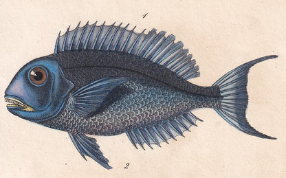 1834 BLUE PARROTFISH & PARROTFISH Fish Print - Hand-Coloured Antique Print - Lacepede - Fish Wall Art - Animal Gift Decor - 5.8 x 8.9 Inches