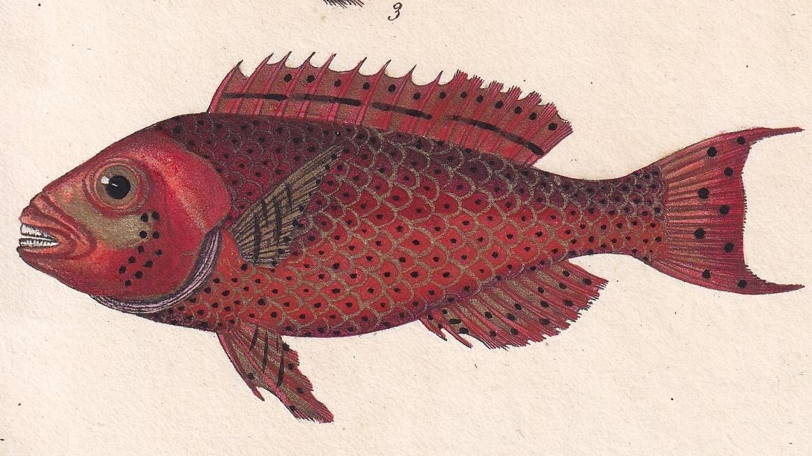 1834 BLUE PARROTFISH & PARROTFISH Fish Print - Hand-Coloured Antique Print - Lacepede - Fish Wall Art - Animal Gift Decor - 5.8 x 8.9 Inches