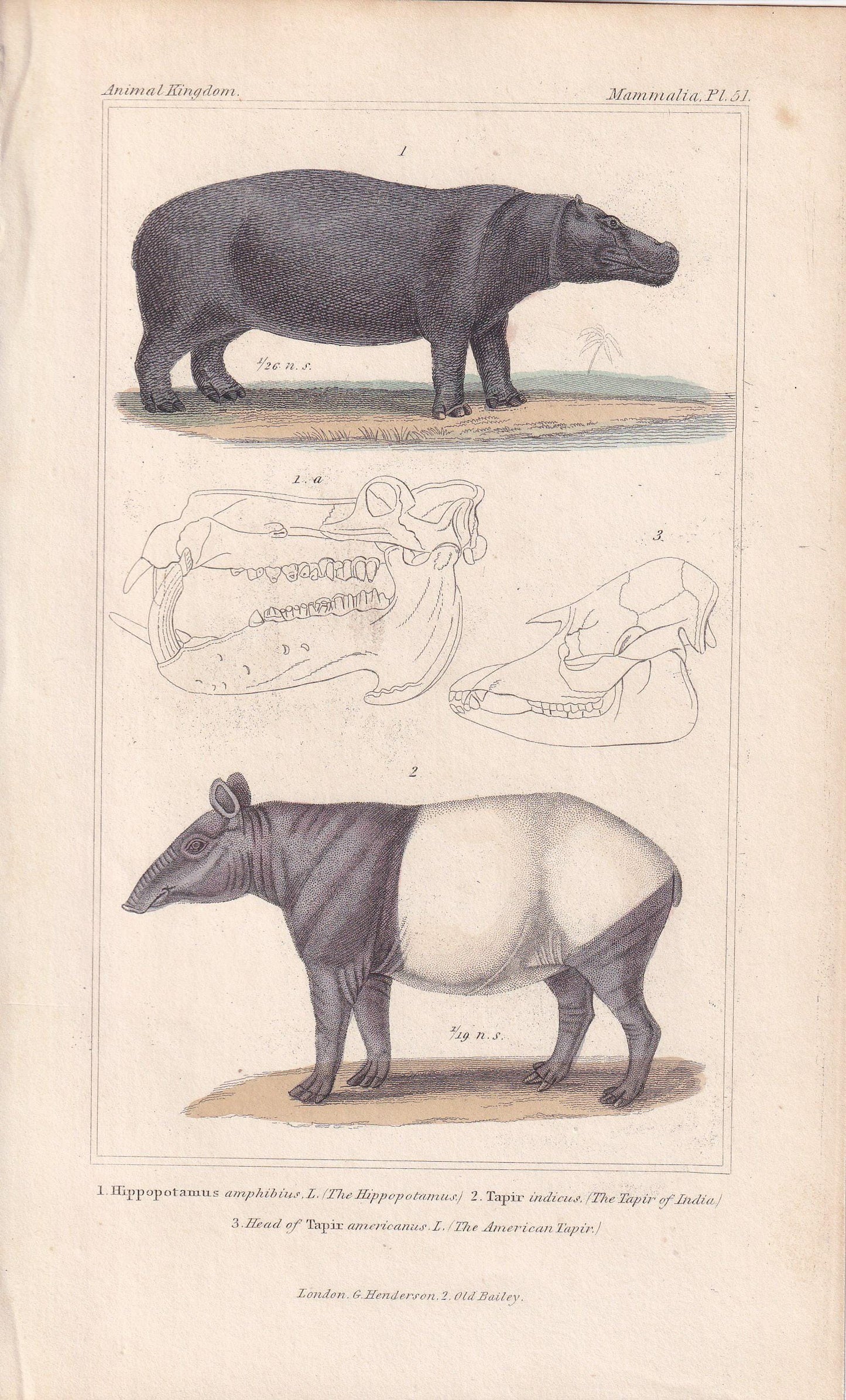 1834 HIPPO & TAPIR Print - Hand-Coloured Antique Print - Cuvier - Animal Wall Art - Animal Gift Decor - 5.3 x 8.2 Inches