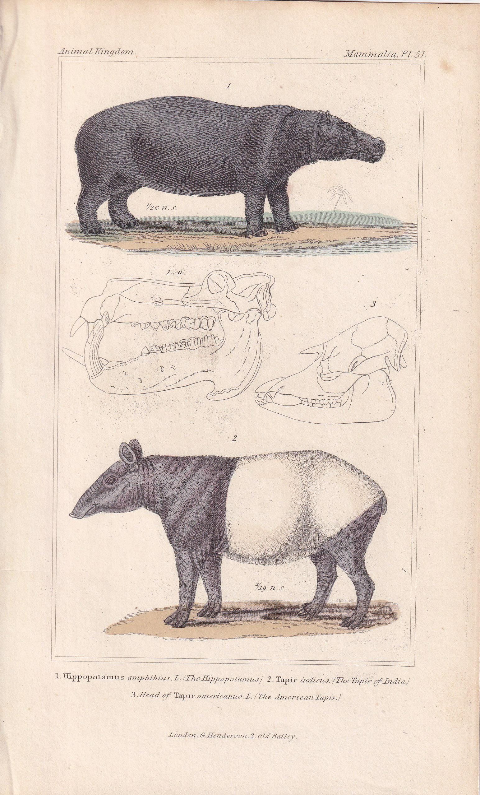 1834 HIPPO & TAPIR Print - Hand-Coloured Antique Print - Cuvier - Animal Wall Art - Animal Gift Decor - 5.3 x 8.2 Inches