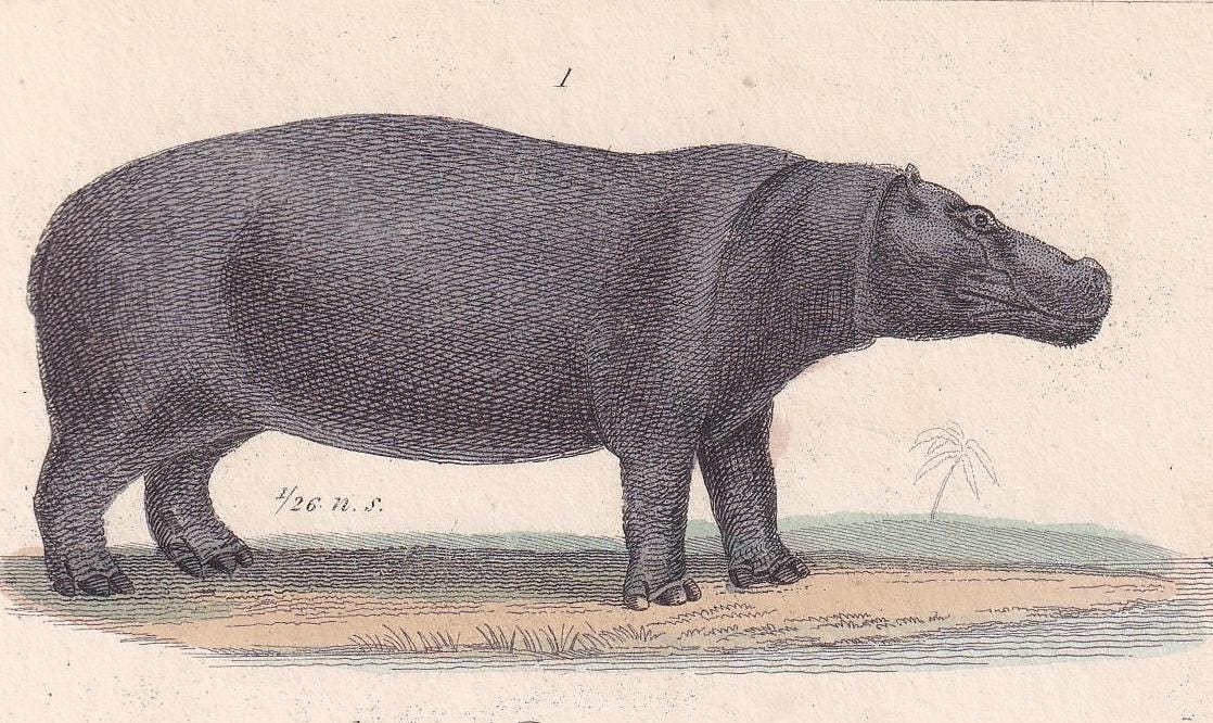 1834 HIPPO & TAPIR Print - Hand-Coloured Antique Print - Cuvier - Animal Wall Art - Animal Gift Decor - 5.3 x 8.2 Inches