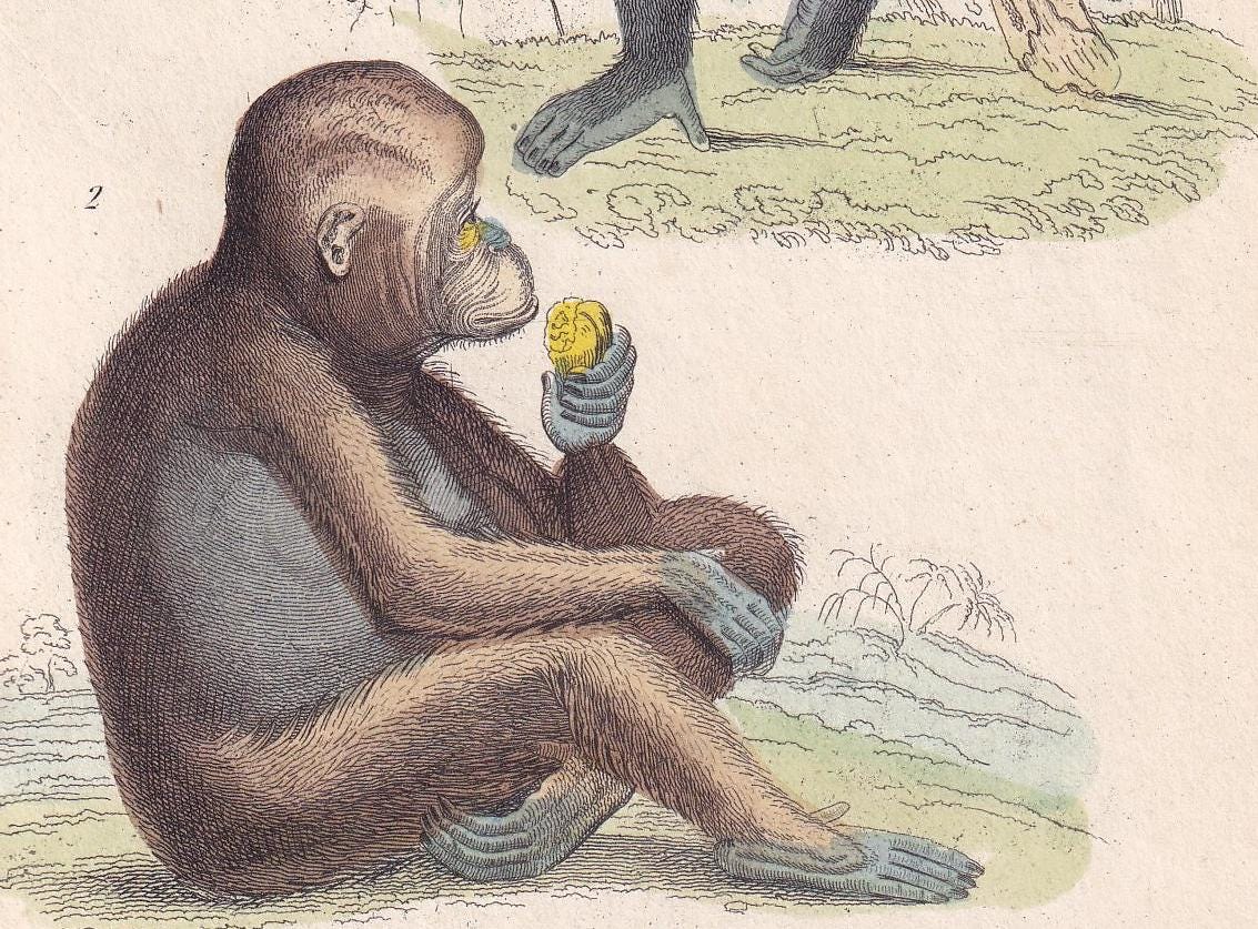 1834 CHIMPANZEE & ORANGUTAN Print - Hand-Coloured Antique Print - Cuvier - Animal Wall Art - Monkey Ape - Gift Decor - 5.3 x 8.2 Inches