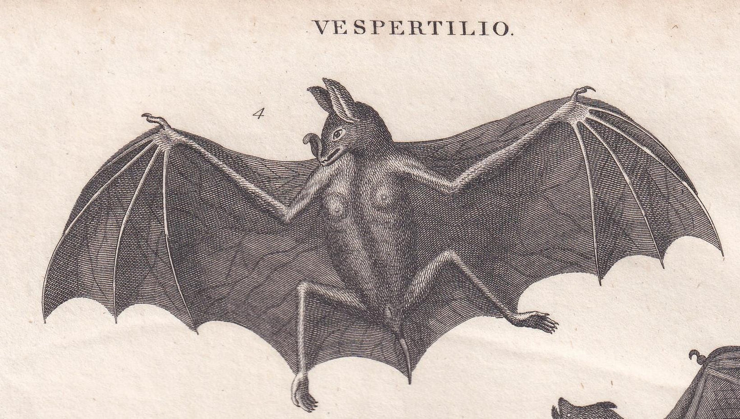 Rare! 1828 BAT Print - Original Antique Copper Engraving - Bat Wall Art - Vampire Bat - Halloween Decor - 8.1 x 10.5 Inches