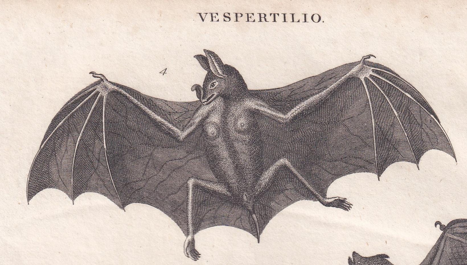 Rare! 1828 BAT Print - Original Antique Copper Engraving - Bat Wall Art - Vampire Bat - Halloween Decor - 8.1 x 10.5 Inches