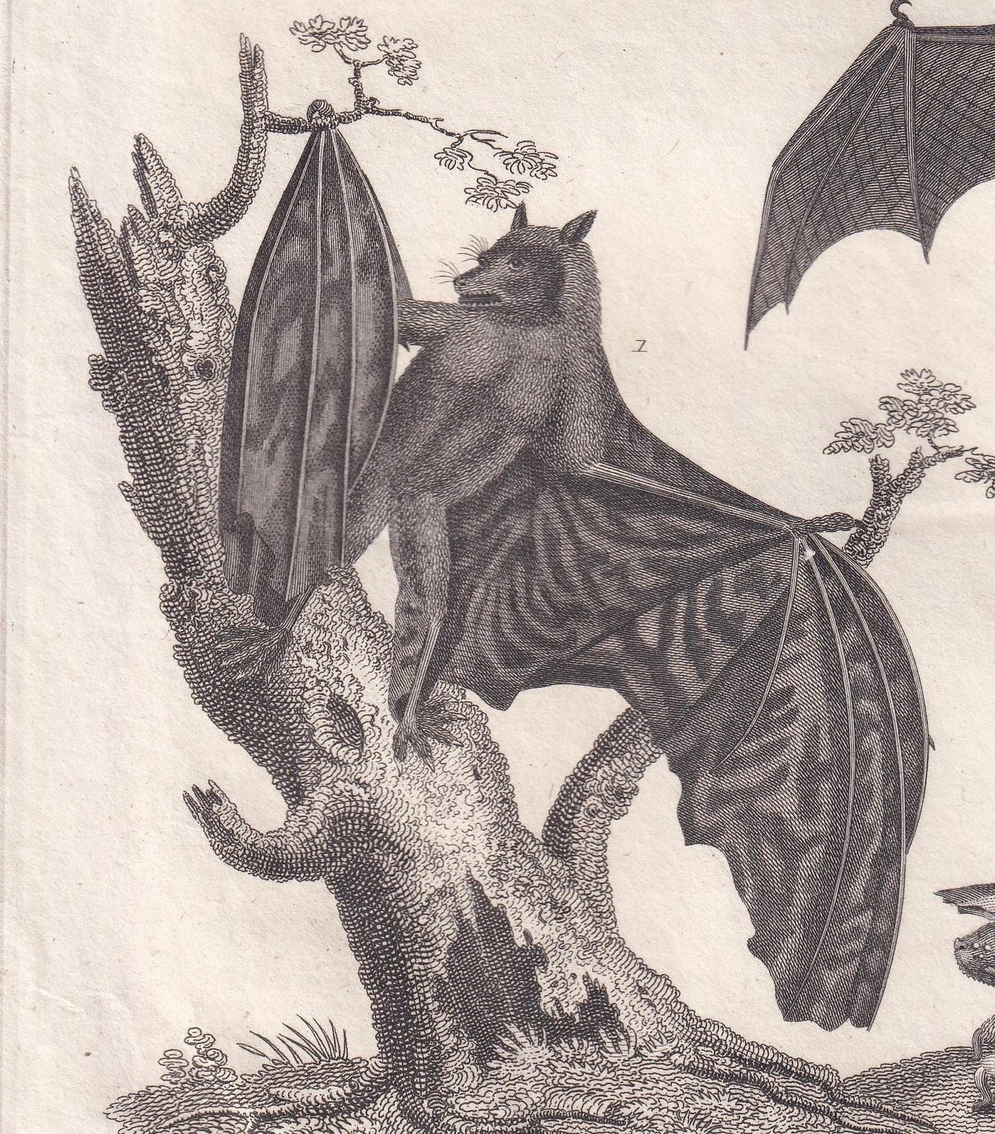 Rare! 1828 BAT Print - Original Antique Copper Engraving - Bat Wall Art - Vampire Bat - Halloween Decor - 8.1 x 10.5 Inches