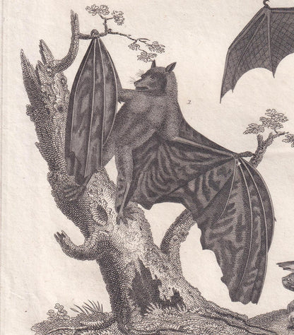 Rare! 1828 BAT Print - Original Antique Copper Engraving - Bat Wall Art - Vampire Bat - Halloween Decor - 8.1 x 10.5 Inches