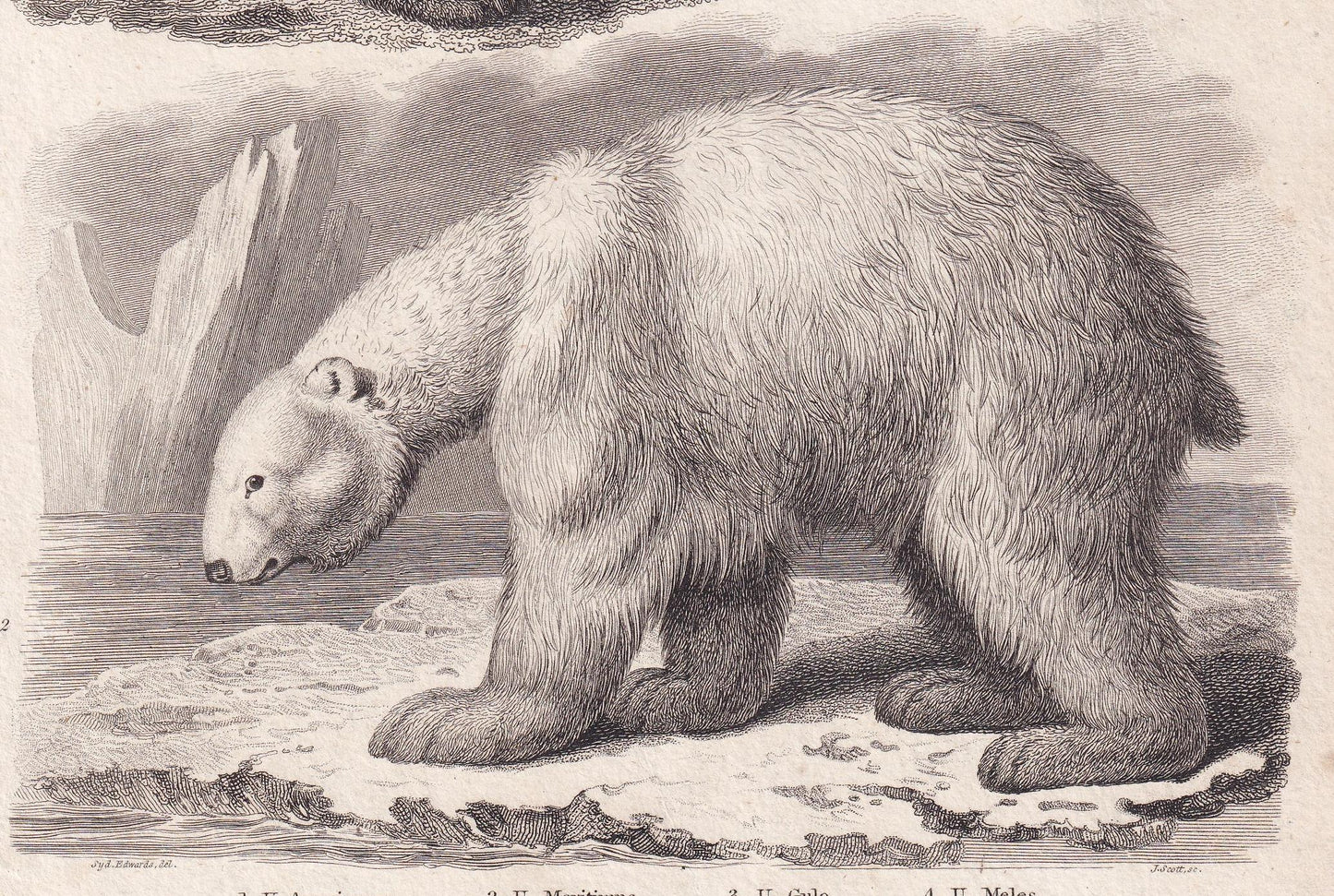 Rare! 1811 BEAR, POLAR BEAR, Wolverine & Badger Print - Original Antique Copper Engraving - Bear Wall Art - 8.2 x 10.4 Inches