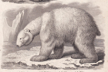 Rare! 1811 BEAR, POLAR BEAR, Wolverine & Badger Print - Original Antique Copper Engraving - Bear Wall Art - 8.2 x 10.4 Inches