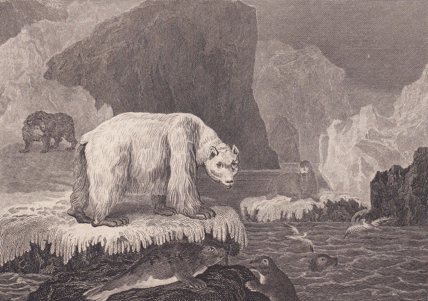 Rare! 1805 POLAR BEAR, SEAL, & Walrus Print - Original Antique Hand-Coloured Copper Engraving - Arctic Wall Art Decor - 7.9 x
