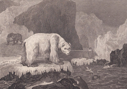 Rare! 1805 POLAR BEAR, SEAL, & Walrus Print - Original Antique Hand-Coloured Copper Engraving - Arctic Wall Art Decor - 7.9 x