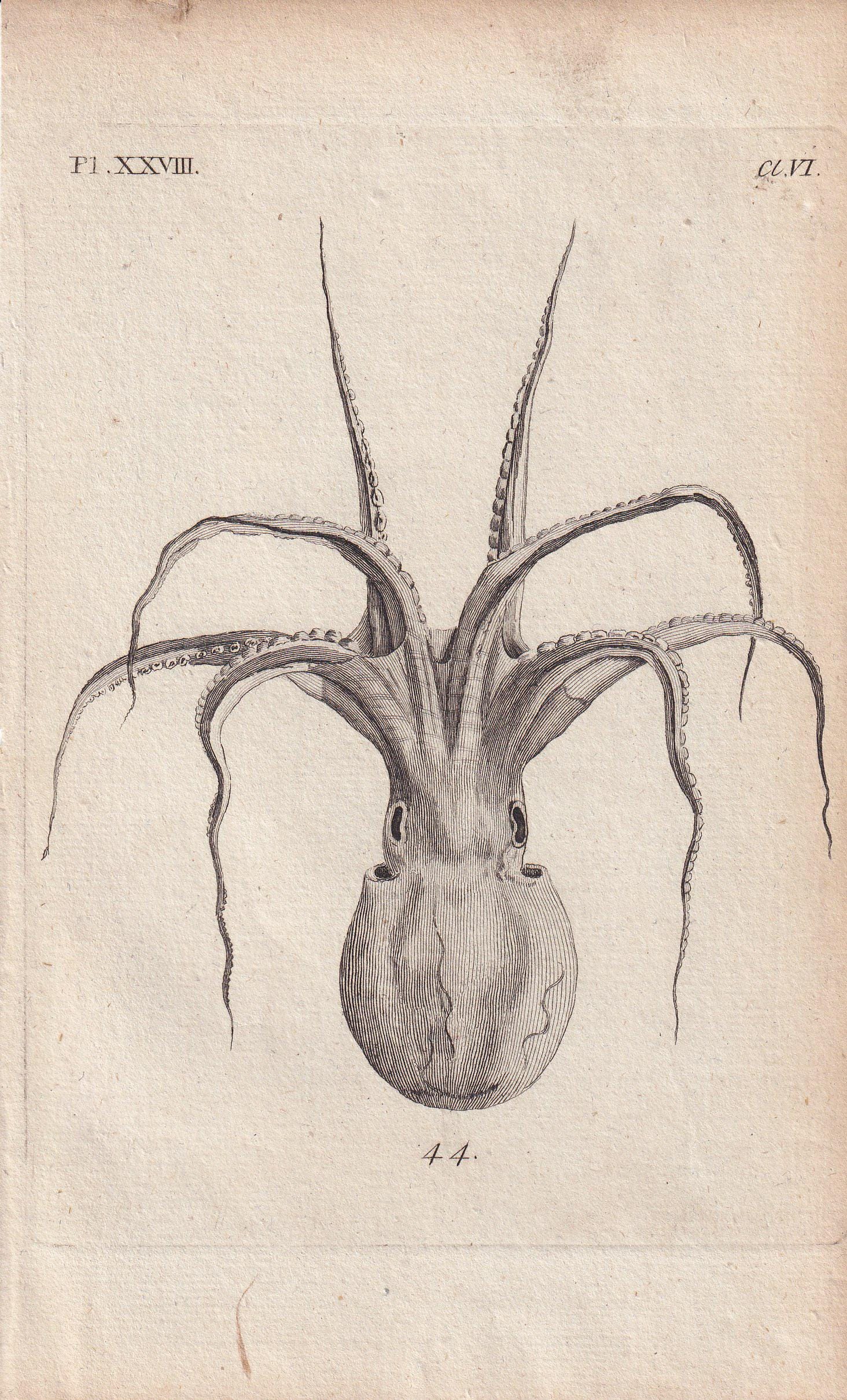 Rare! 1776 SQUID Print - Original Antique Copper Engraving - Ocean Wall Art - Sea Life Decor - 4.9 x 8.1 Inches