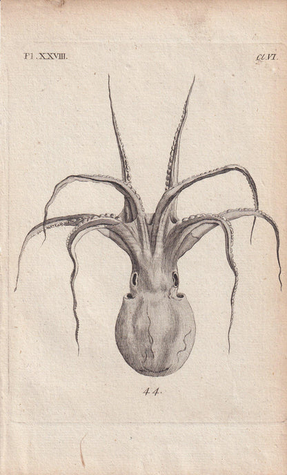 Rare! 1776 SQUID Print - Original Antique Copper Engraving - Ocean Wall Art - Sea Life Decor - 4.9 x 8.1 Inches