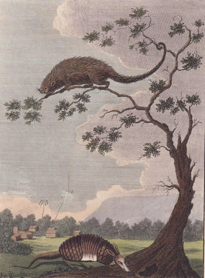 Rare! 1796 ARMADILLO & PORCUPINE Print - Original Antique Hand-Coloured Copper Engraving - Animal Wall Art - Gift Decor - 8 x 10.5 Inches