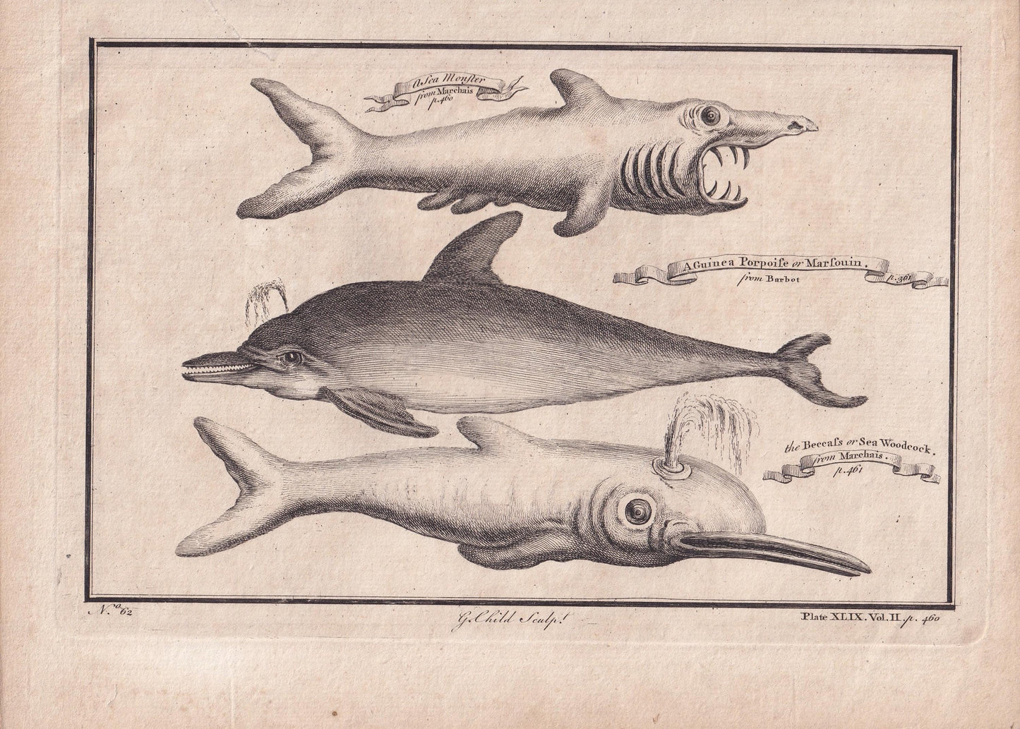 Rare! 1745 BASKING SHARK, DOLPHIN, & Beaked Whale Print - Original Antique Copper Engraving - Ocean Wall Art - Sea Decor - 10