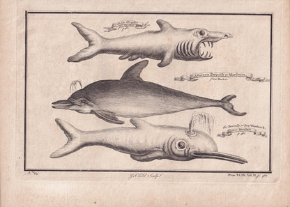 Rare! 1745 BASKING SHARK, DOLPHIN, & Beaked Whale Print - Original Antique Copper Engraving - Ocean Wall Art - Sea Decor - 10