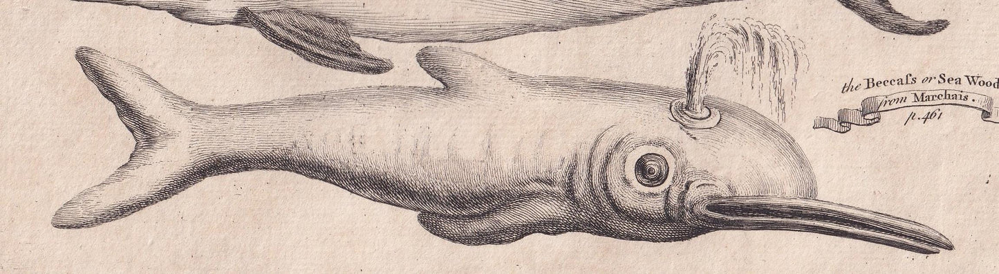 Rare! 1745 BASKING SHARK, DOLPHIN, & Beaked Whale Print - Original Antique Copper Engraving - Ocean Wall Art - Sea Decor - 10