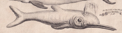 Rare! 1745 BASKING SHARK, DOLPHIN, & Beaked Whale Print - Original Antique Copper Engraving - Ocean Wall Art - Sea Decor - 10
