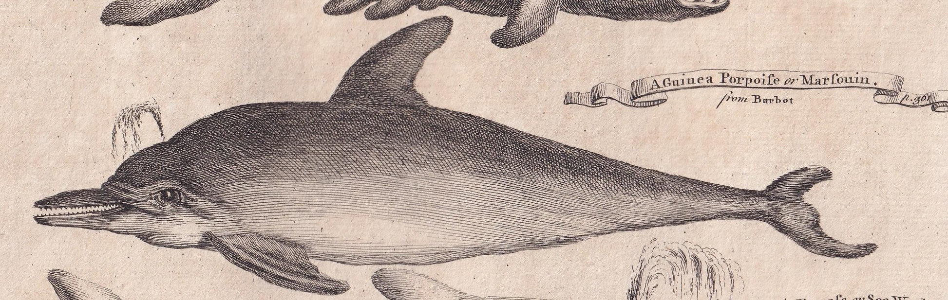 Rare! 1745 BASKING SHARK, DOLPHIN, & Beaked Whale Print - Original Antique Copper Engraving - Ocean Wall Art - Sea Decor - 10