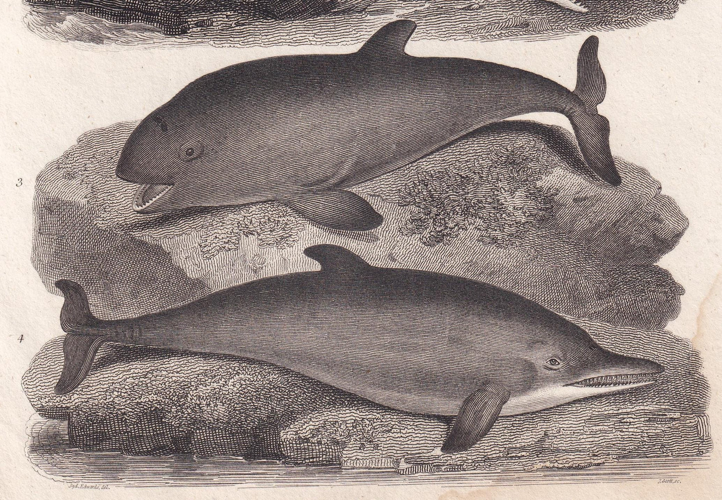 Rare! 1811 SPERM WHALE, PORPOISE, & Dolphin Print - Original Antique Copper Engraving - Ocean Wall Art Decor - Gift - 8.25 x 