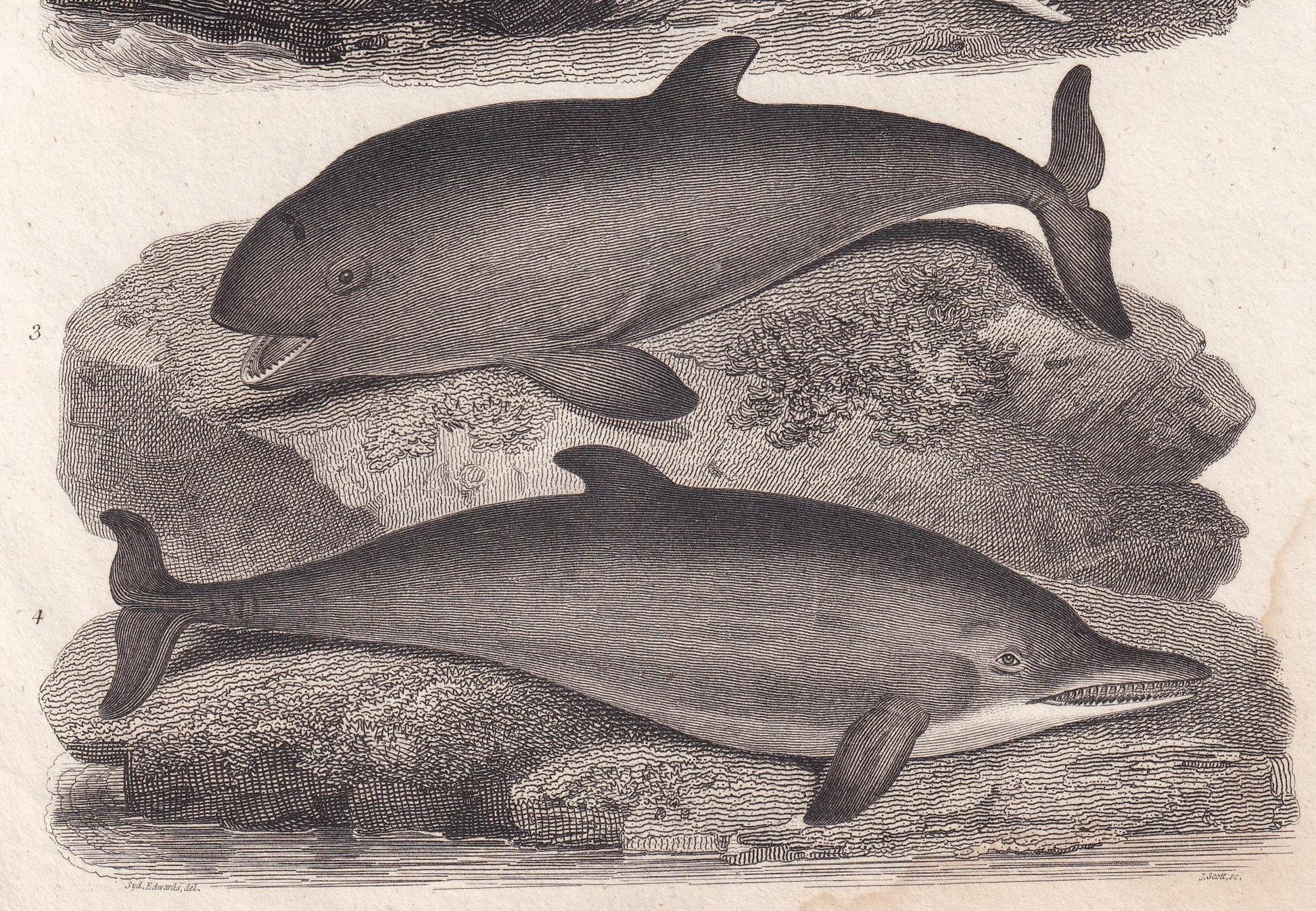 Rare! 1811 SPERM WHALE, PORPOISE, & Dolphin Print - Original Antique Copper Engraving - Ocean Wall Art Decor - Gift - 8.25 x 