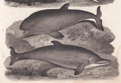 Rare! 1811 SPERM WHALE, PORPOISE, & Dolphin Print - Original Antique Copper Engraving - Ocean Wall Art Decor - Gift - 8.25 x 