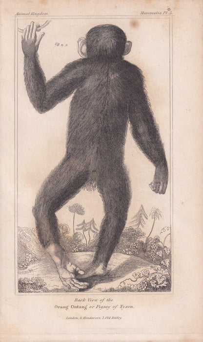 1834 EDWARD TYSON'S ORANGUTAN Prints - Hand-Coloured Antique Print - Cuvier - Animal Wall Art - Monkey Ape - Gift Decor - 5.3 x 8.2 Inches