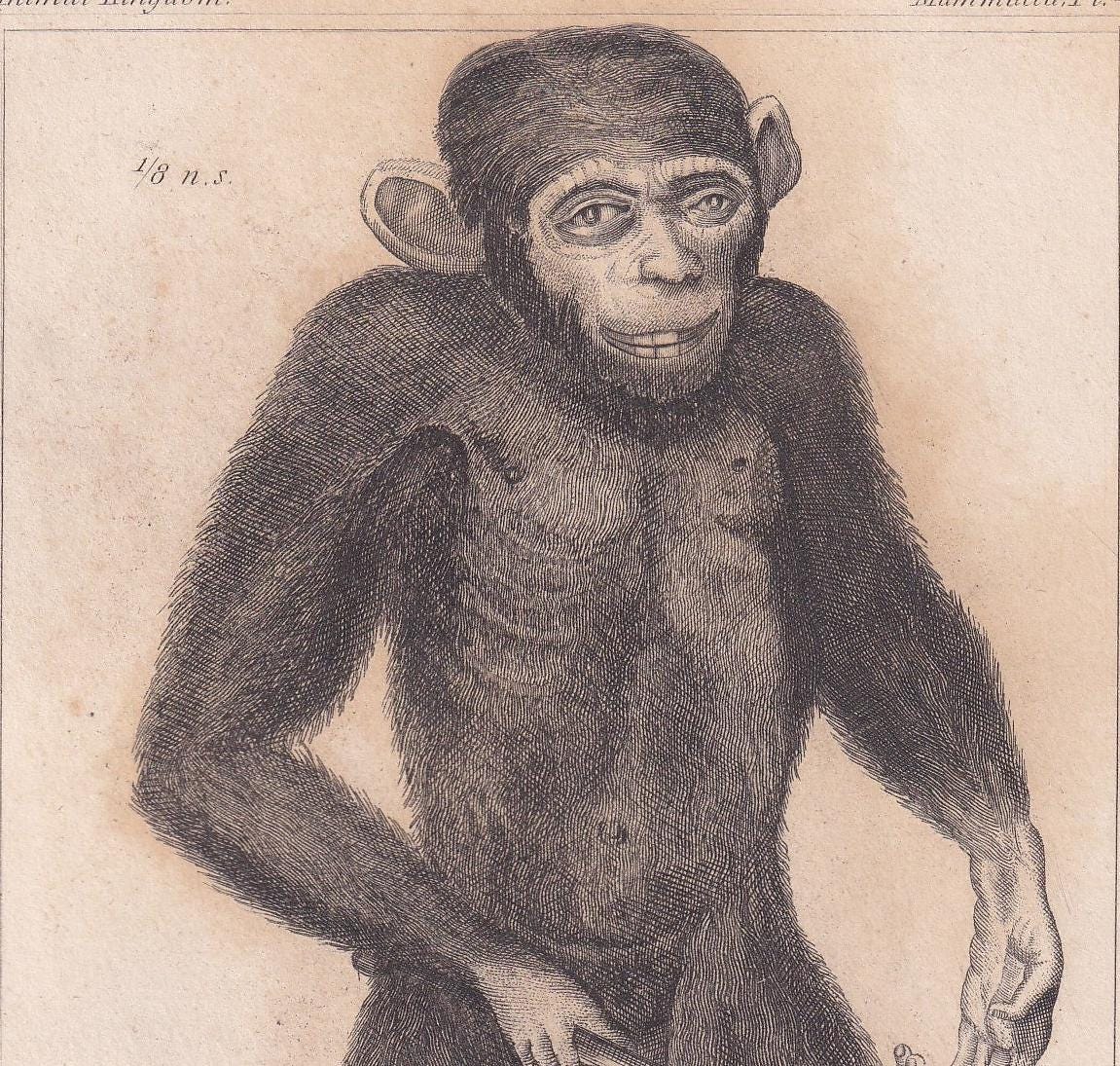 1834 EDWARD TYSON'S ORANGUTAN Prints - Hand-Coloured Antique Print - Cuvier - Animal Wall Art - Monkey Ape - Gift Decor - 5.3 x 8.2 Inches