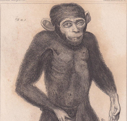 1834 EDWARD TYSON'S ORANGUTAN Prints - Hand-Coloured Antique Print - Cuvier - Animal Wall Art - Monkey Ape - Gift Decor - 5.3 x 8.2 Inches