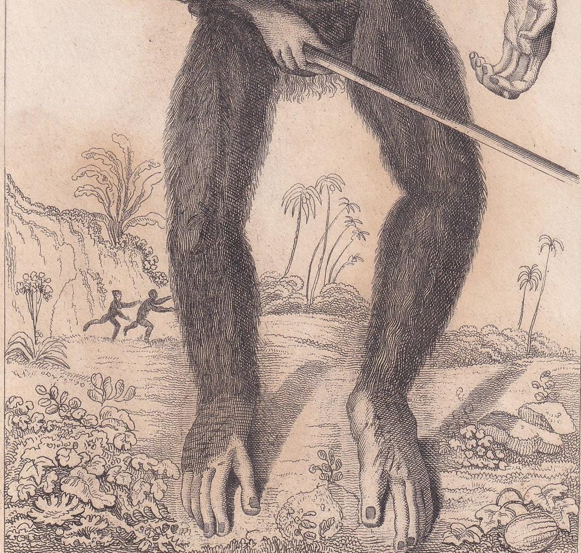 1834 EDWARD TYSON'S ORANGUTAN Prints - Hand-Coloured Antique Print - Cuvier - Animal Wall Art - Monkey Ape - Gift Decor - 5.3 x 8.2 Inches