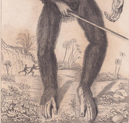 1834 EDWARD TYSON'S ORANGUTAN Prints - Hand-Coloured Antique Print - Cuvier - Animal Wall Art - Monkey Ape - Gift Decor - 5.3 x 8.2 Inches