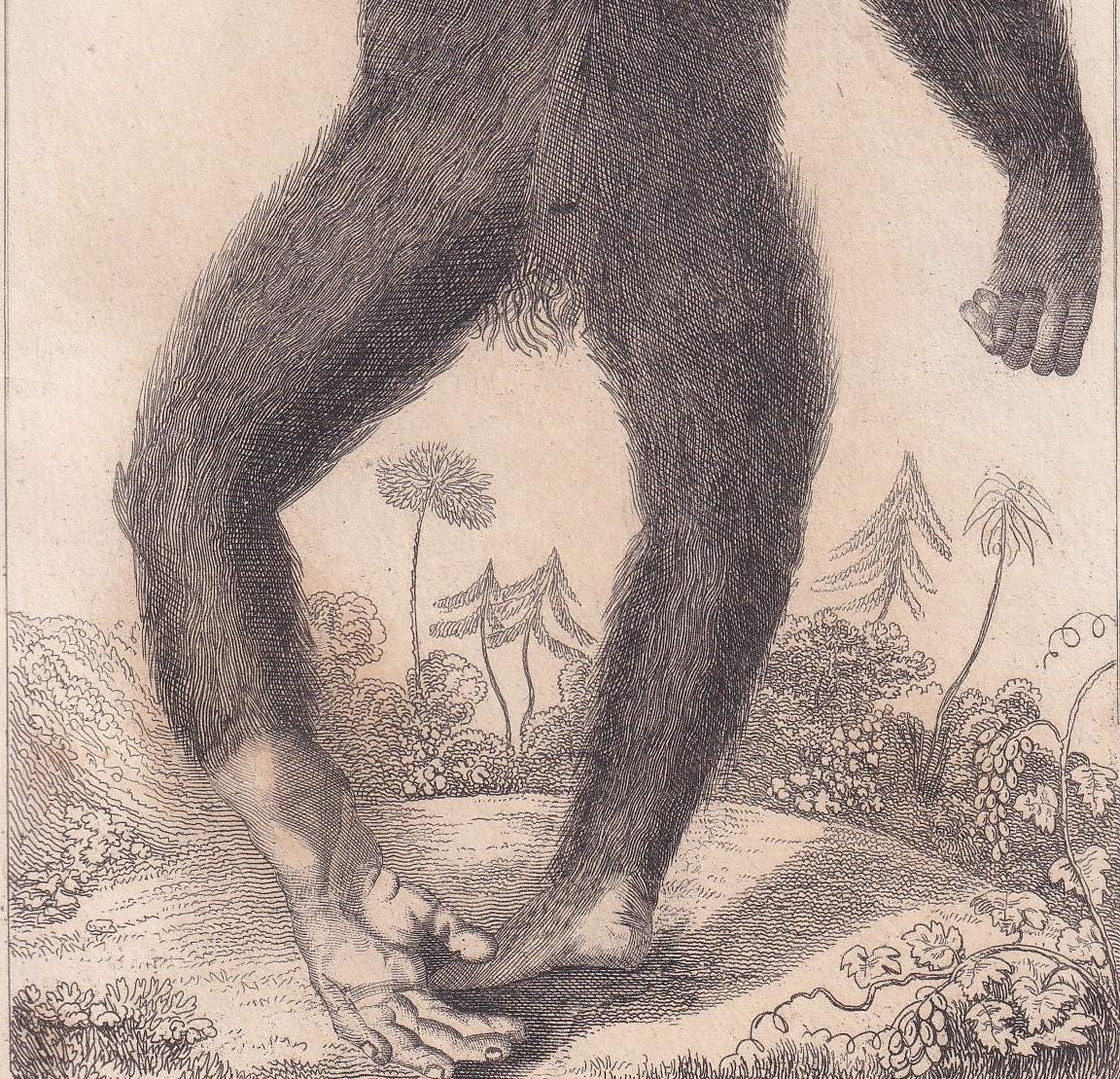 1834 EDWARD TYSON'S ORANGUTAN Prints - Hand-Coloured Antique Print - Cuvier - Animal Wall Art - Monkey Ape - Gift Decor - 5.3 x 8.2 Inches