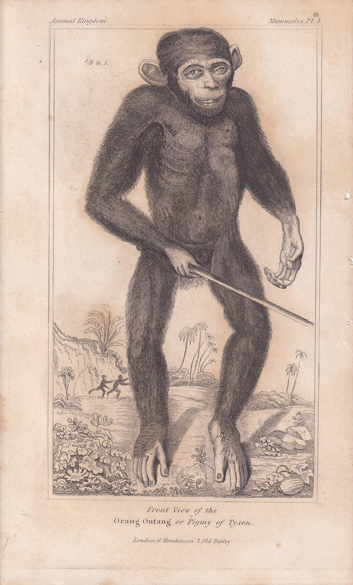 1834 EDWARD TYSON'S ORANGUTAN Prints - Hand-Coloured Antique Print - Cuvier - Animal Wall Art - Monkey Ape - Gift Decor - 5.3 x 8.2 Inches
