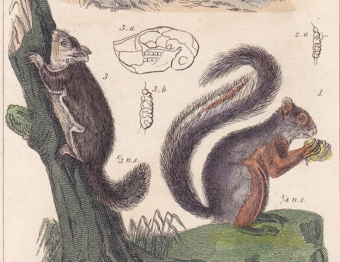 1834 AYE-AYE & SQUIRREL Print - Hand-Coloured Antique Print - Cuvier - Animal Wall Art - Monkey Ape - Gift Decor - 5.3 x 8.2 Inches