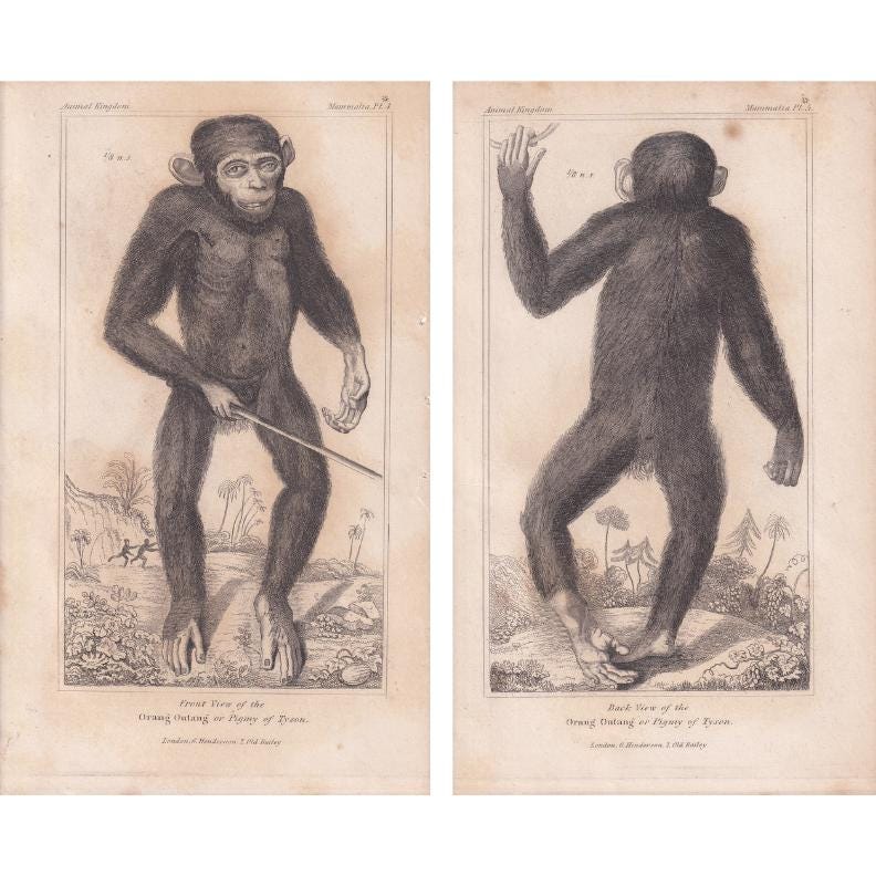 1834 EDWARD TYSON'S ORANGUTAN Prints - Hand-Coloured Antique Print - Cuvier - Animal Wall Art - Monkey Ape - Gift Decor - 5.3 x 8.2 Inches