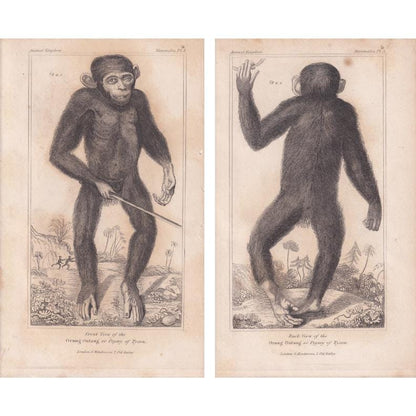 1834 EDWARD TYSON'S ORANGUTAN Prints - Hand-Coloured Antique Print - Cuvier - Animal Wall Art - Monkey Ape - Gift Decor - 5.3 x 8.2 Inches