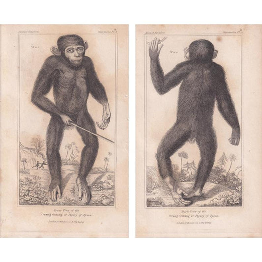 1834 EDWARD TYSON'S ORANGUTAN Prints - Hand-Coloured Antique Print - Cuvier - Animal Wall Art - Monkey Ape - Gift Decor - 5.3 x 8.2 Inches