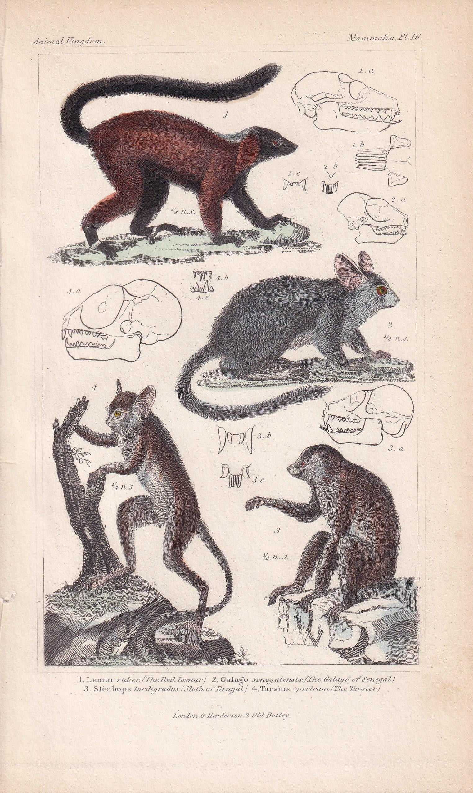 1834 LEMUR, TARSIER, SLOTH & Galago Print - Hand-Coloured Antique Print - Cuvier - Animal Wall Art - Gift Decor - Monkey - 5.3 x 8.2 Inches