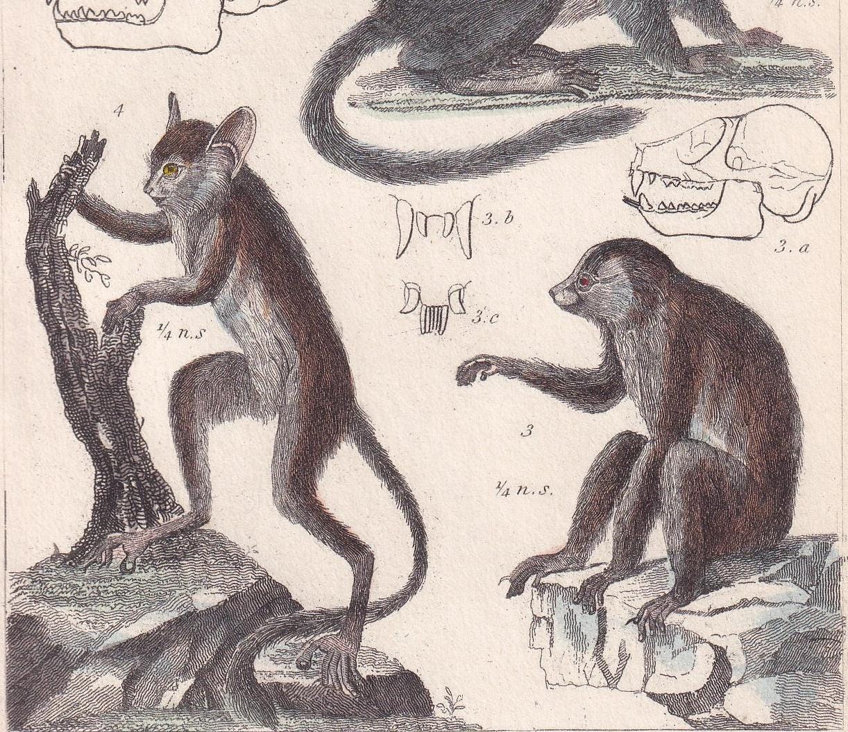 1834 LEMUR, TARSIER, SLOTH & Galago Print - Hand-Coloured Antique Print - Cuvier - Animal Wall Art - Gift Decor - Monkey - 5.3 x 8.2 Inches