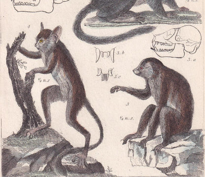 1834 LEMUR, TARSIER, SLOTH & Galago Print - Hand-Coloured Antique Print - Cuvier - Animal Wall Art - Gift Decor - Monkey - 5.3 x 8.2 Inches