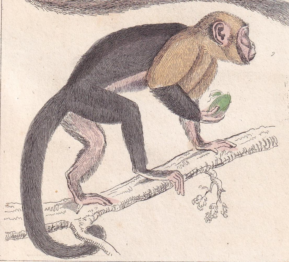 1834 NIGHT MONKEY & Azara's Capuchin Print - Hand-Coloured Antique Print - Cuvier - Animal Wall Art - Gift Decor - Monkey - 5.3 x 8.2 Inches