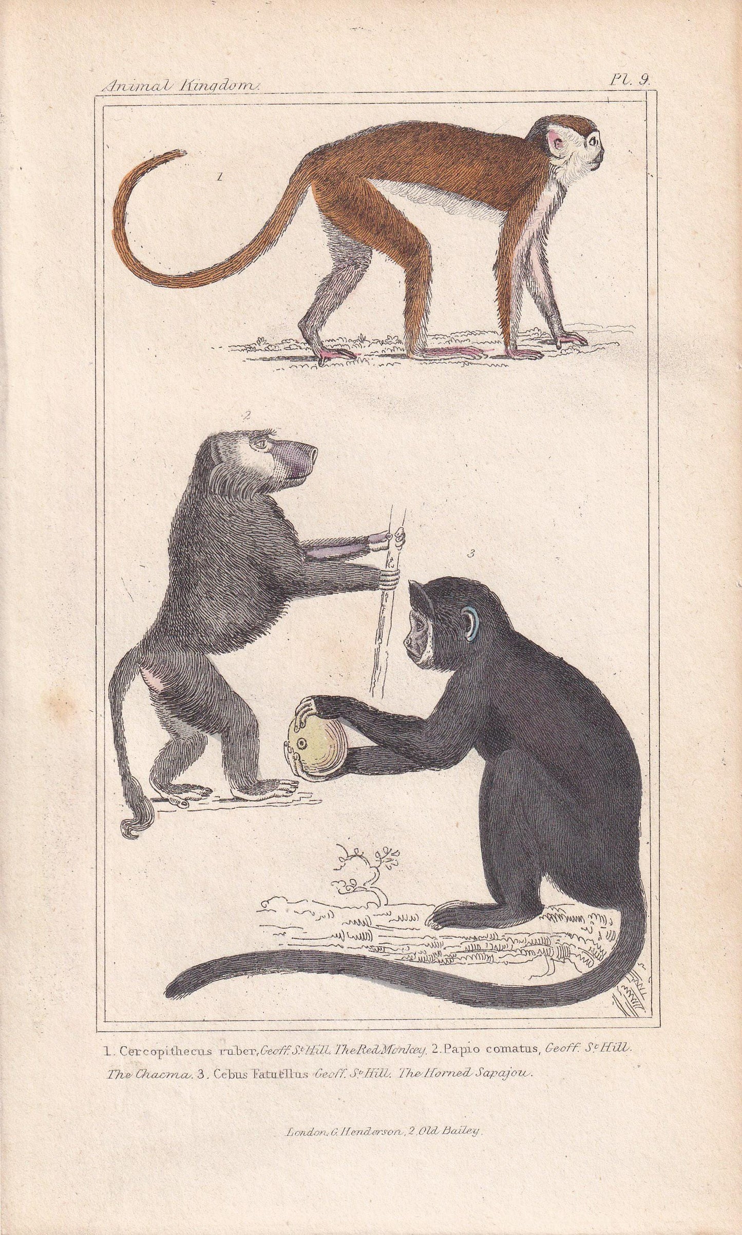 1834 CHACMA BABOON, CAPUCHIN, & Red-Tailed Monkey Print - Hand-Coloured Antique - Cuvier - Animal Wall Art - Gift Decor - 5.3 x 8.2 Inches