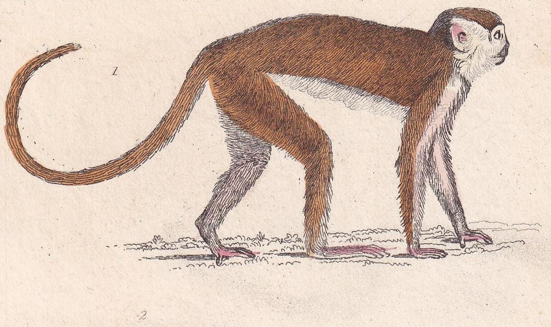 1834 CHACMA BABOON, CAPUCHIN, & Red-Tailed Monkey Print - Hand-Coloured Antique - Cuvier - Animal Wall Art - Gift Decor - 5.3 x 8.2 Inches