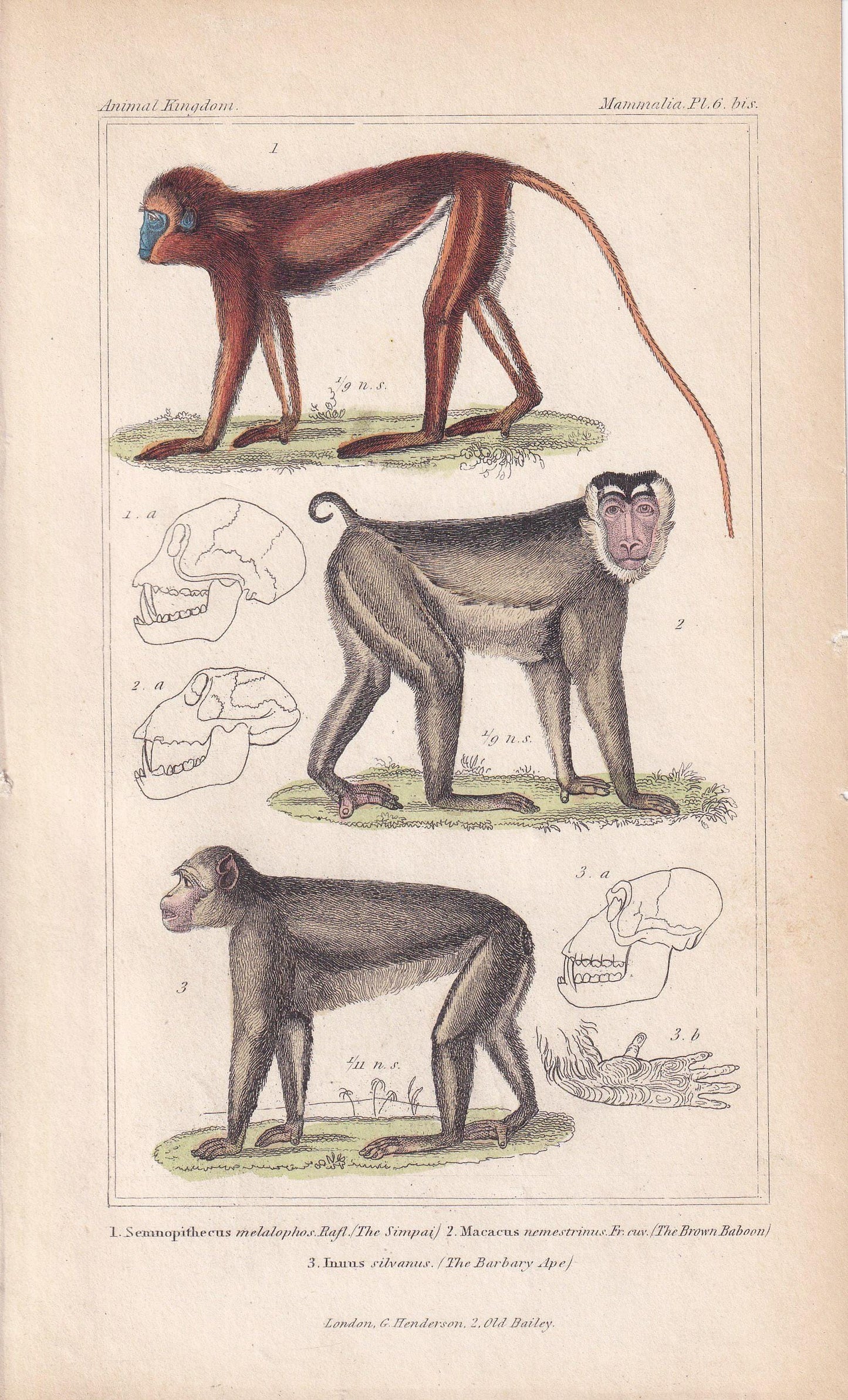 1834 SUMATRAN SURILI, Southern Pig-Tailed Macaque, & Barbary Macaque Print - Hand-Coloured Antique - Animal Wall Art - 5.3 x 8.2 Inches