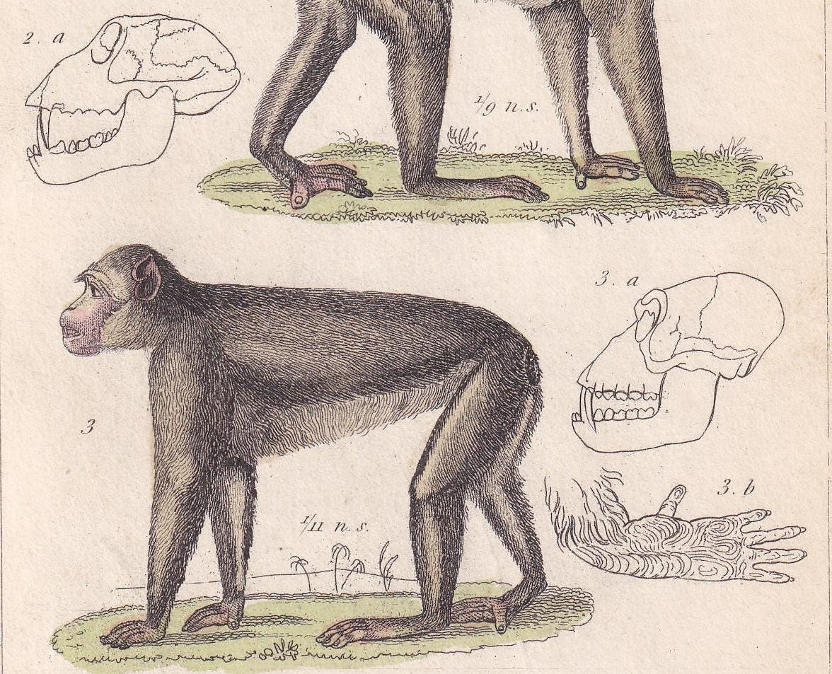 1834 SUMATRAN SURILI, Southern Pig-Tailed Macaque, & Barbary Macaque Print - Hand-Coloured Antique - Animal Wall Art - 5.3 x 8.2 Inches