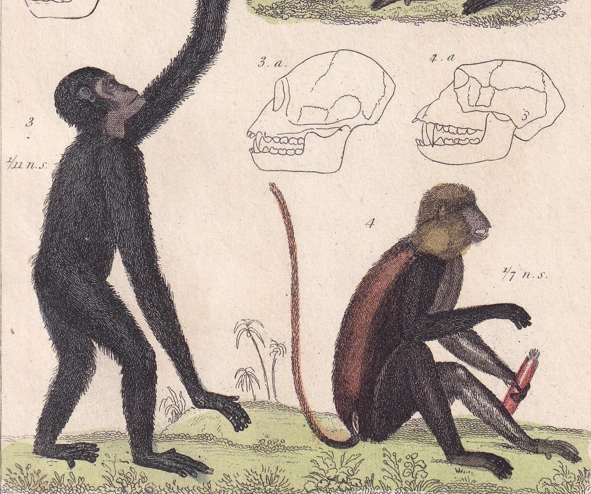 1834 ORANGUTAN, CHIMP, SIAMANG & Mona Monkey Print - Hand-Coloured Antique - Cuvier - Animal Wall Art - Gift Decor - 5.3 x 8.