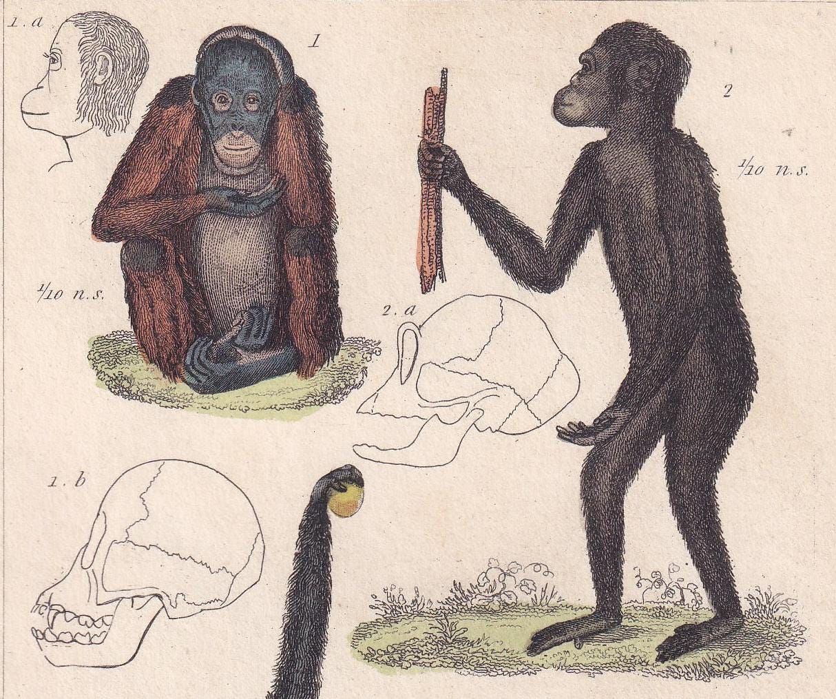 1834 ORANGUTAN, CHIMP, SIAMANG & Mona Monkey Print - Hand-Coloured Antique - Cuvier - Animal Wall Art - Gift Decor - 5.3 x 8.