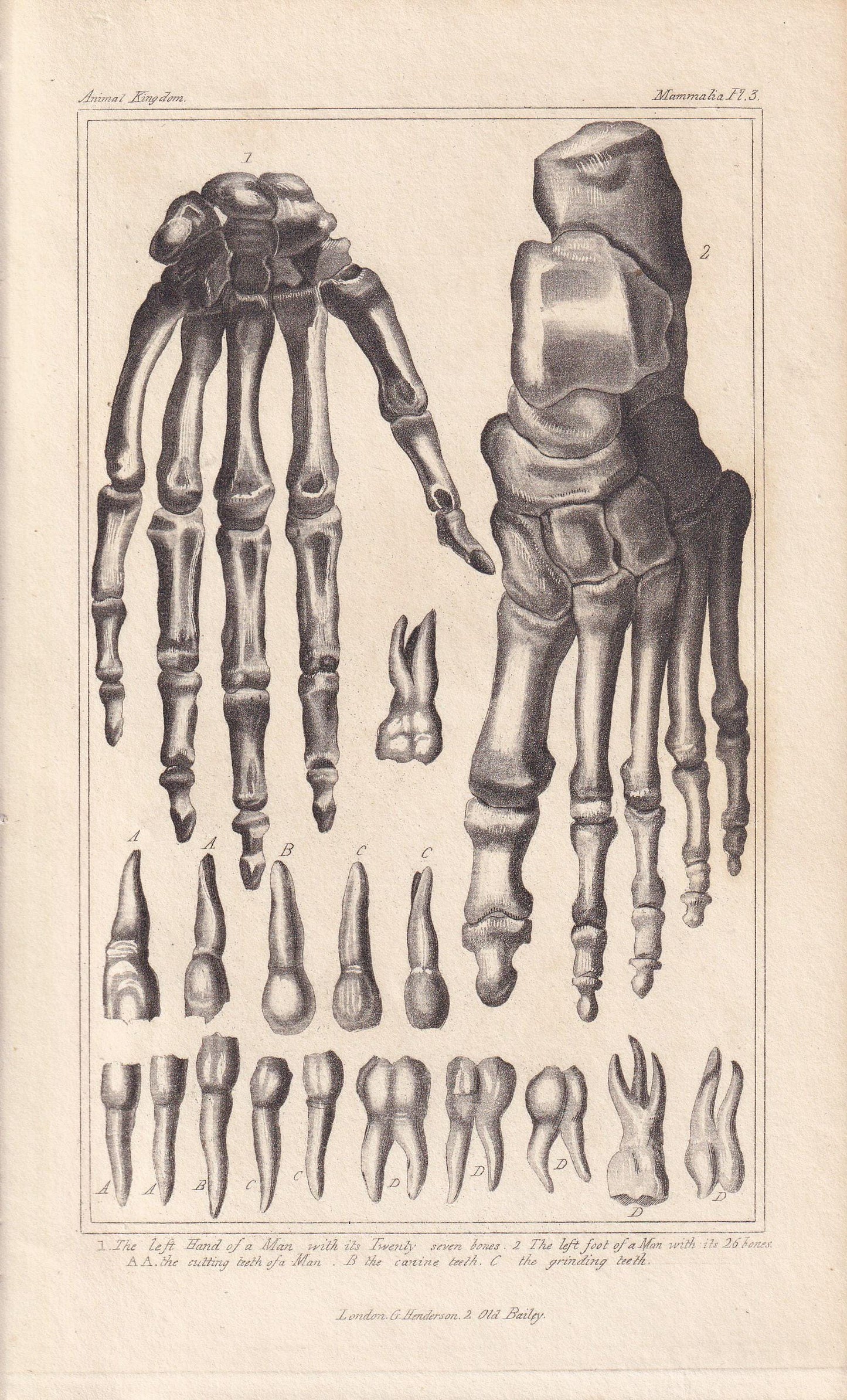 1834 HAND & FOOT BONES Print - Hand-Coloured Antique - Cuvier - Human Anatomy Medicine Wall Art - Orthopaedic Gift Decor - 5.